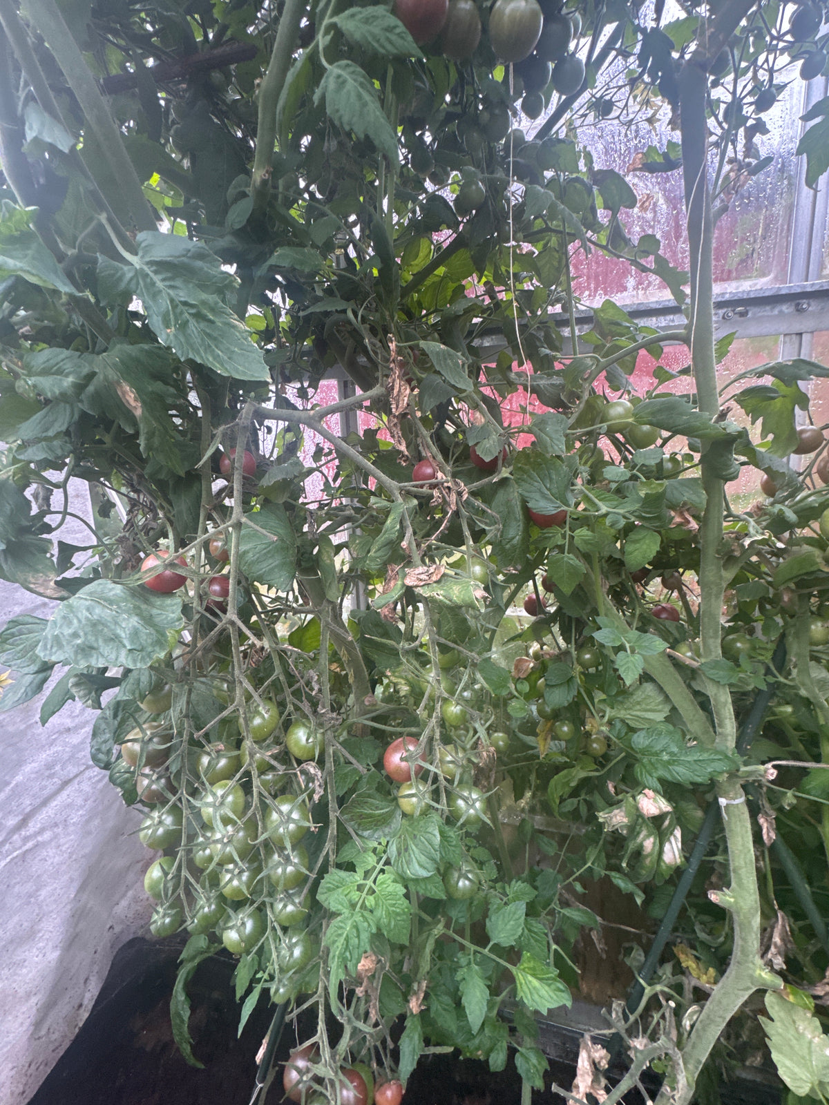 Cherry tomato Black Sweet Cherry