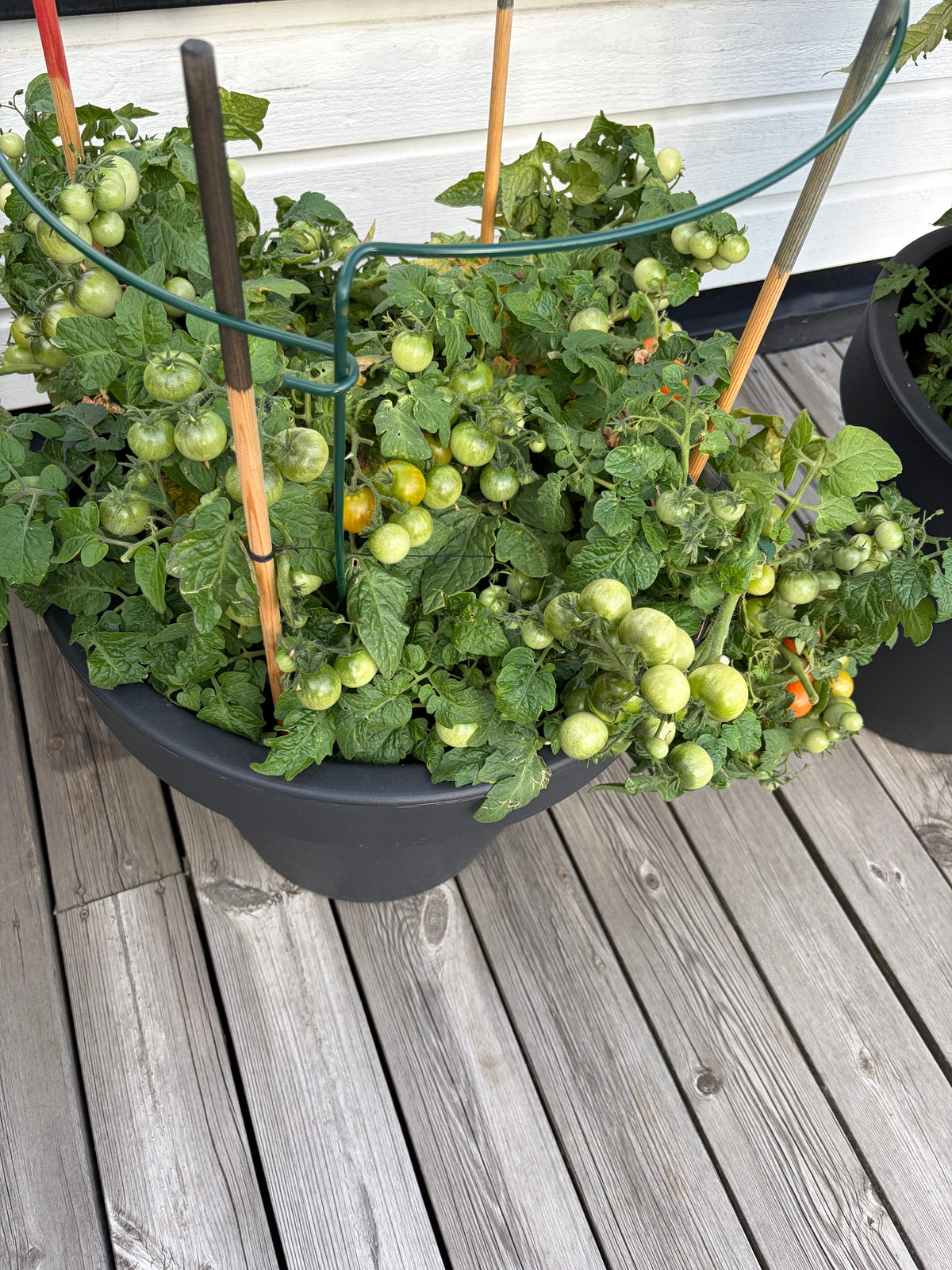 Cherry tomato