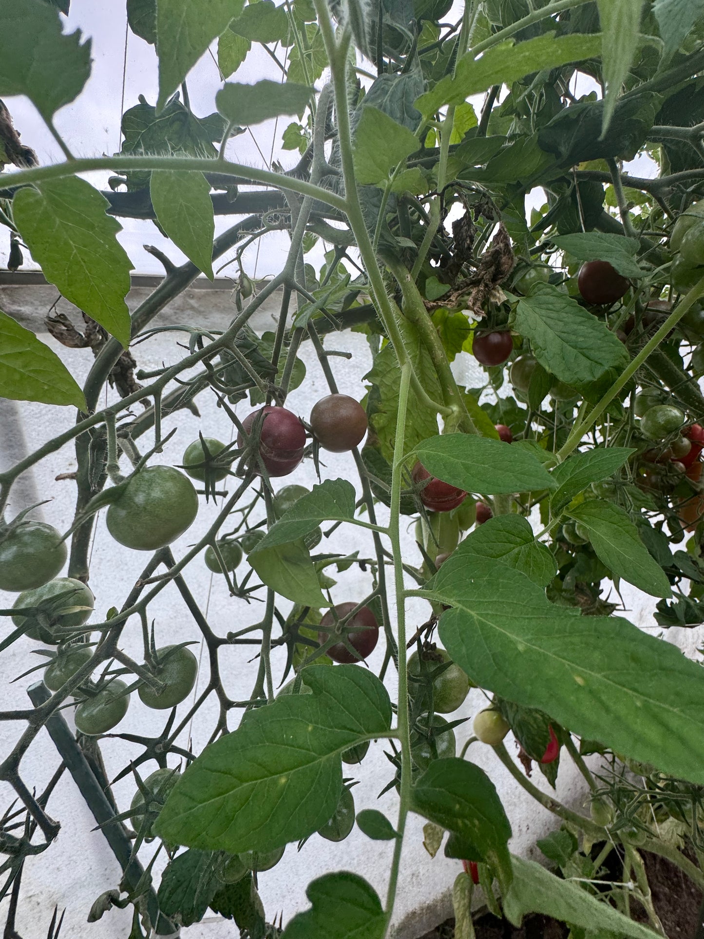 Körsbärstomat Black Sweet Cherry