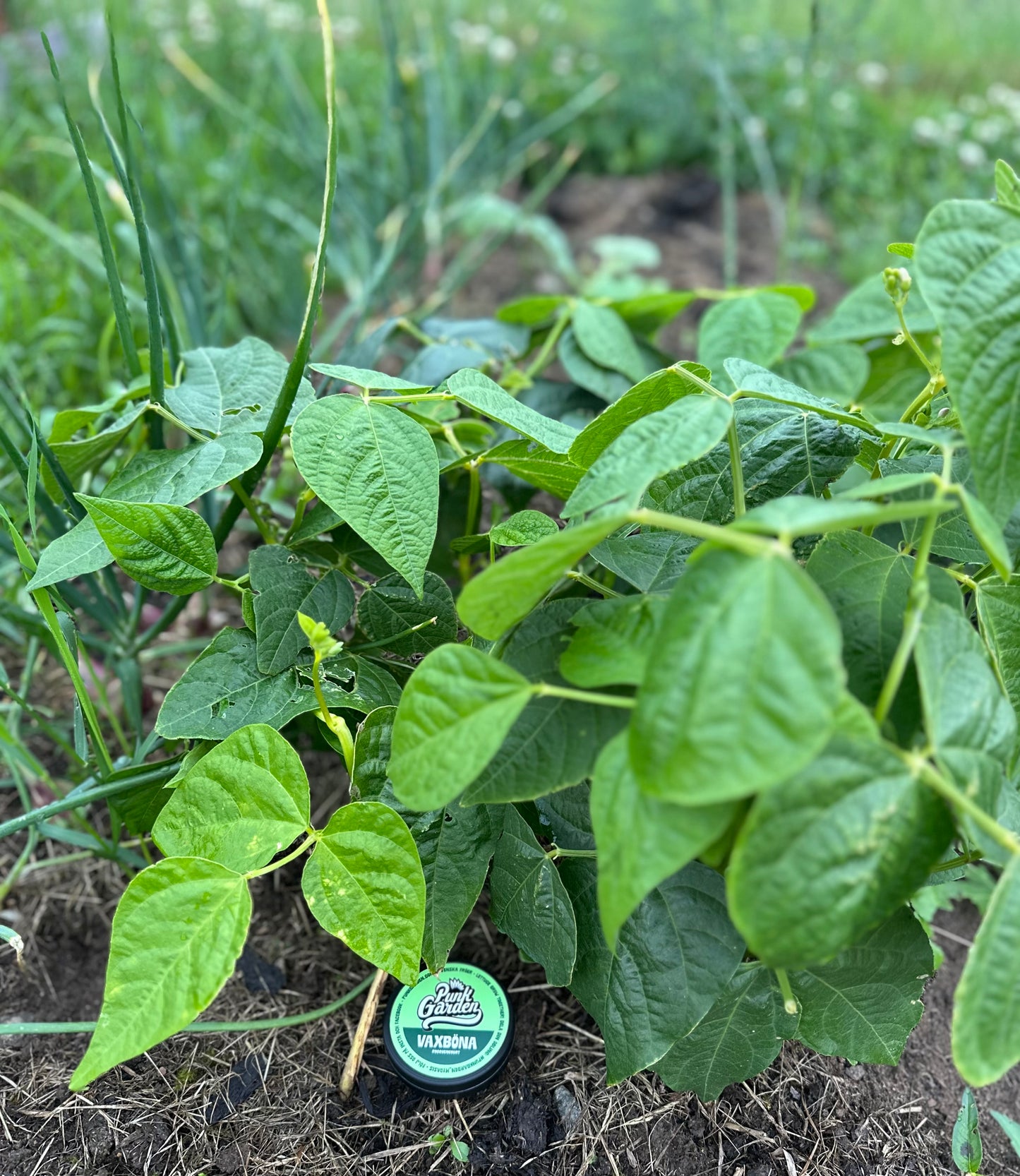 Vaxböna Rocquencourt