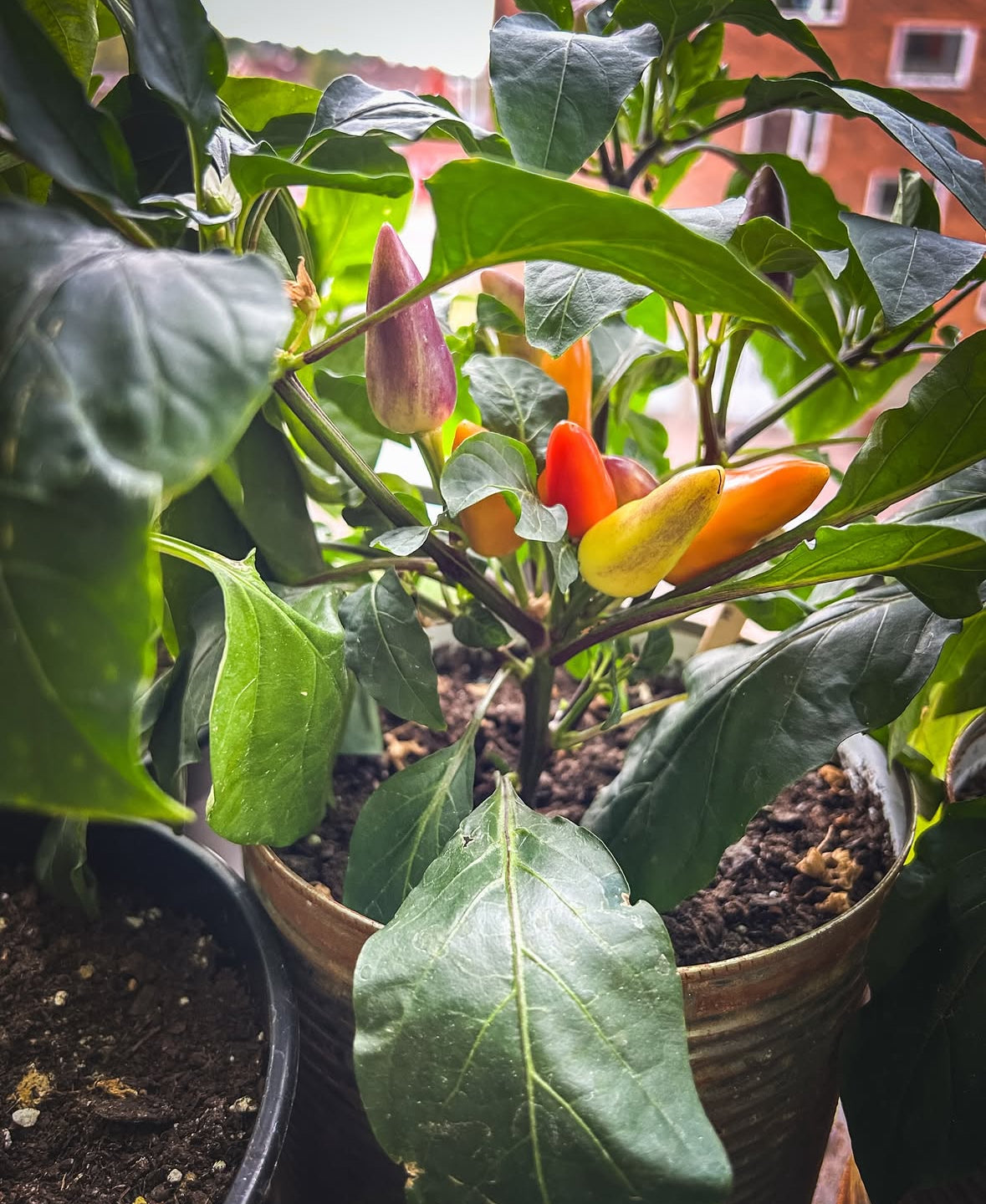 Chili Hot Razzmatazz