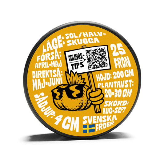 Maize - Painted Mountain