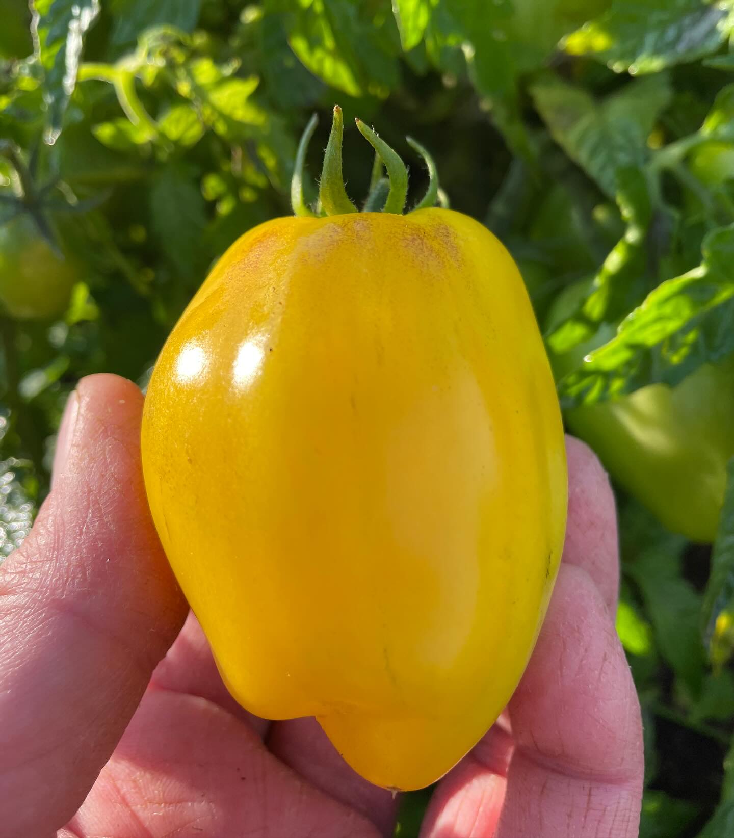 Dwarftomat Banana Toes