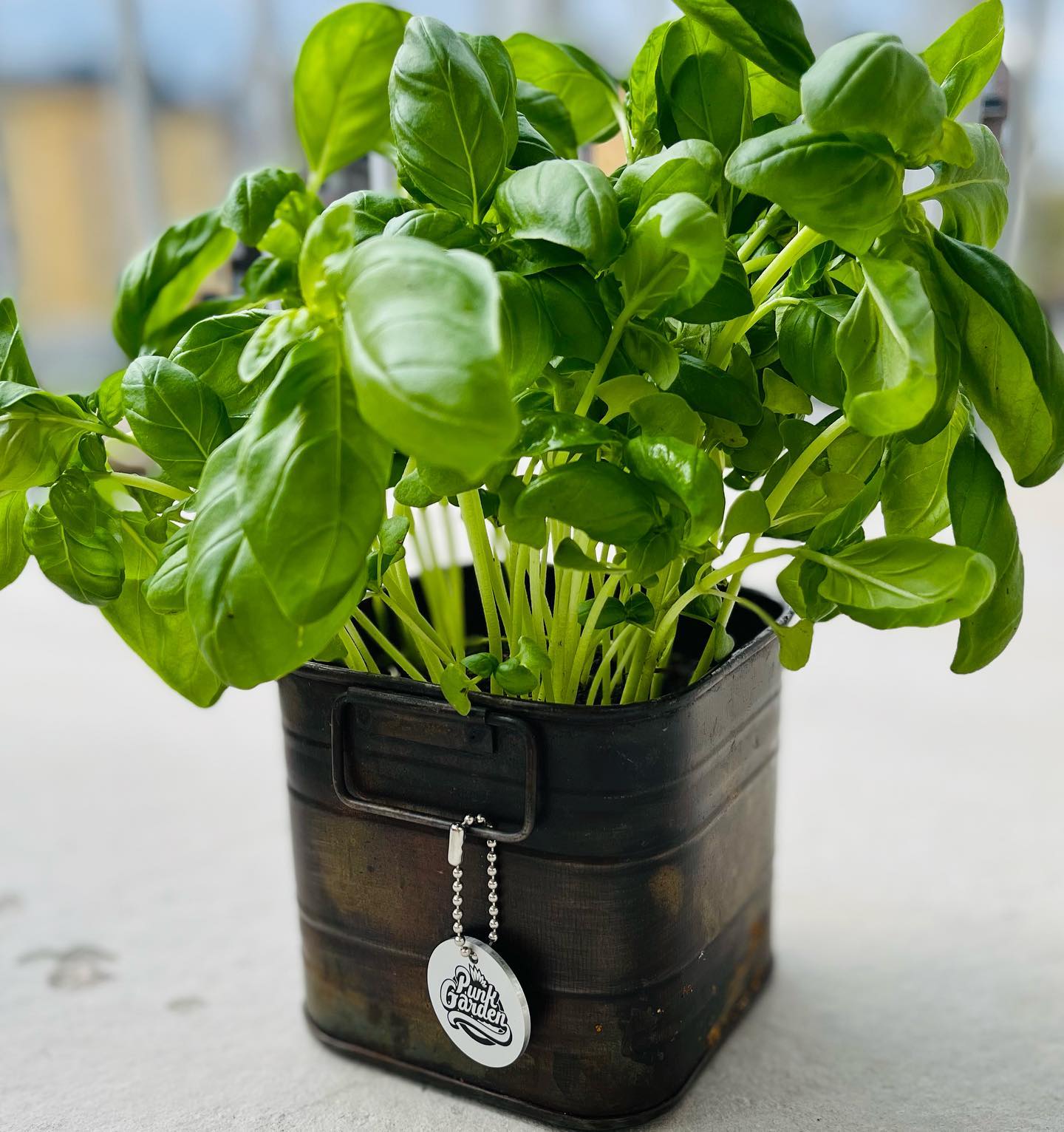 Basil - Genovese