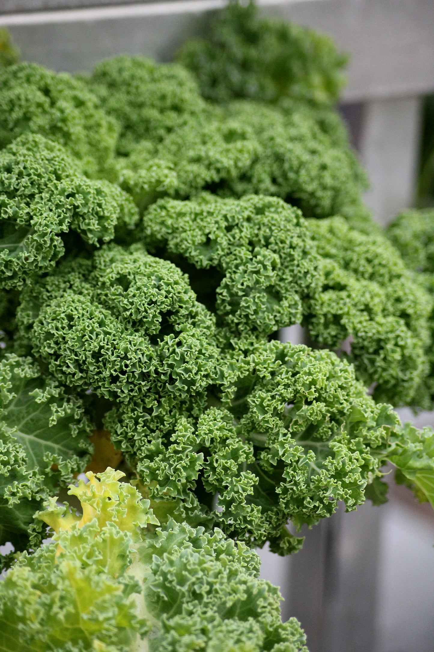 Broccoli Rasmus