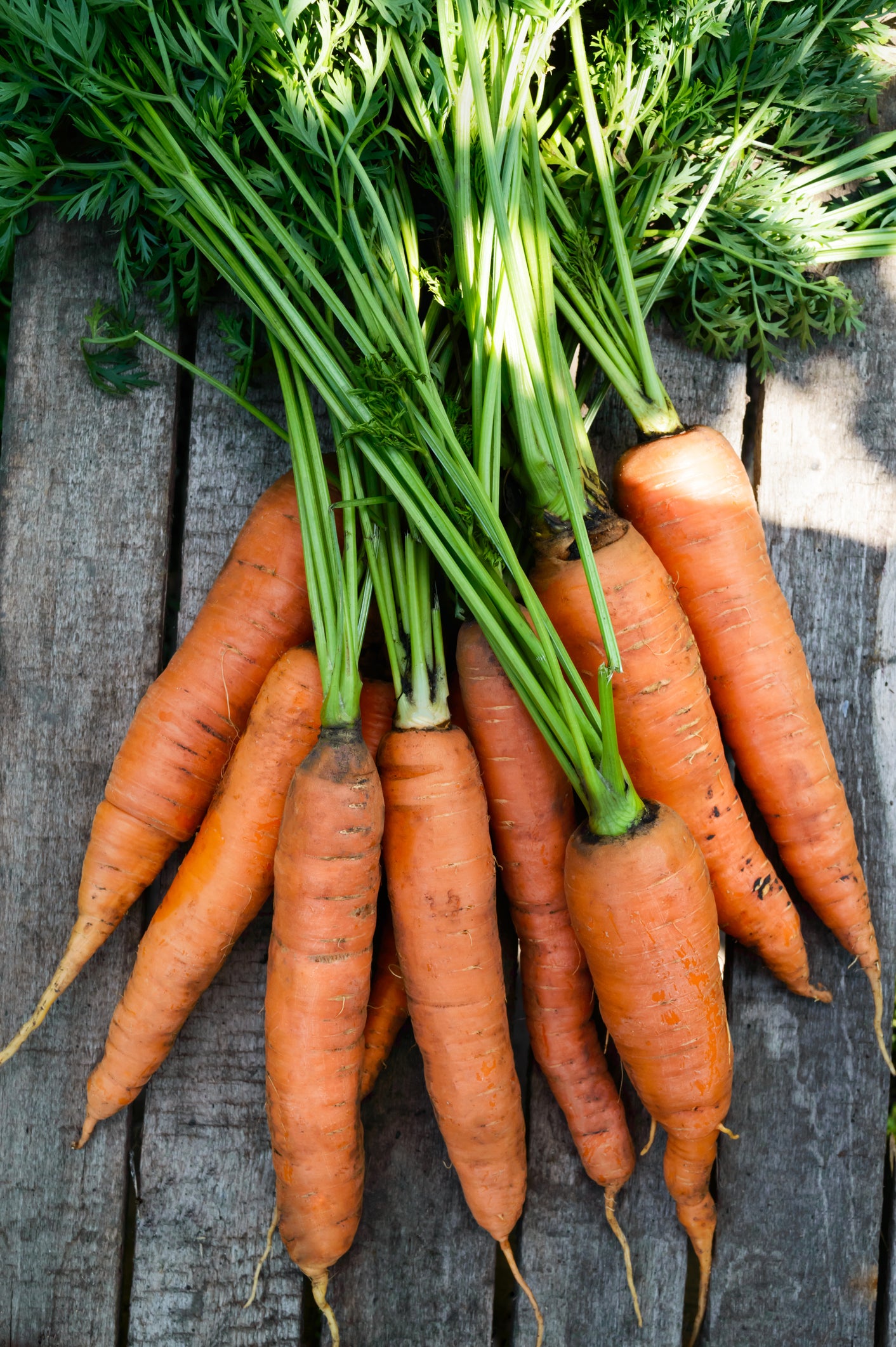 The Beet-Kit