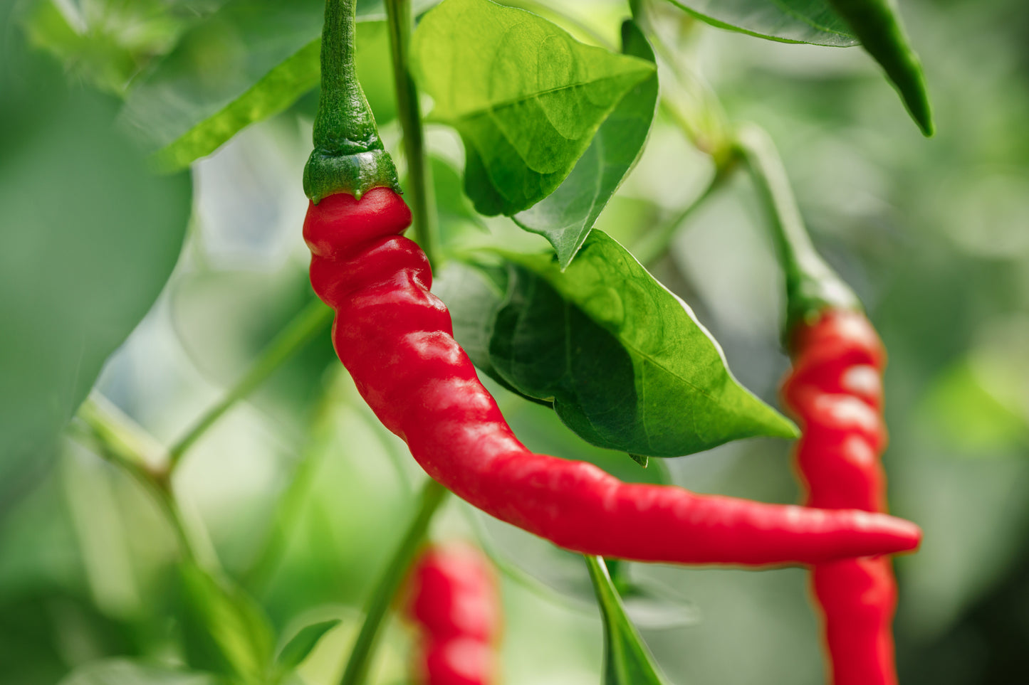 Chili De Cayenne