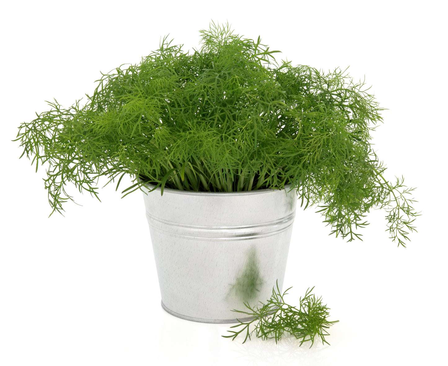 Dill