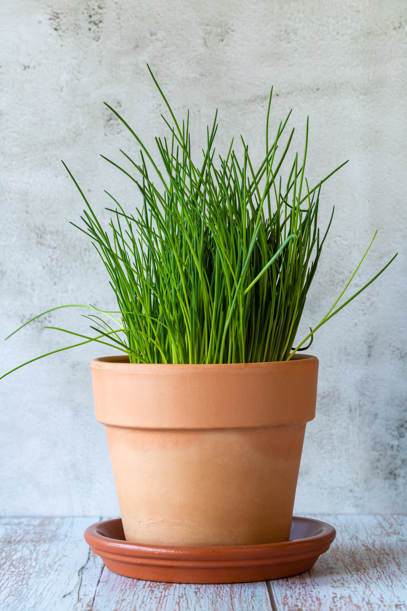 Chive