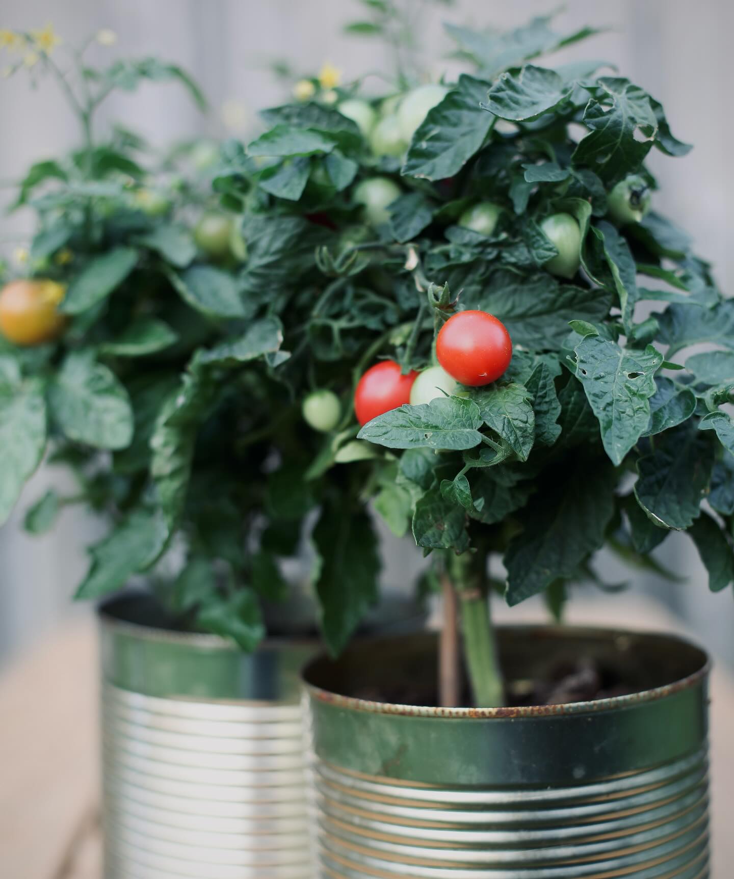 Cherry tomato