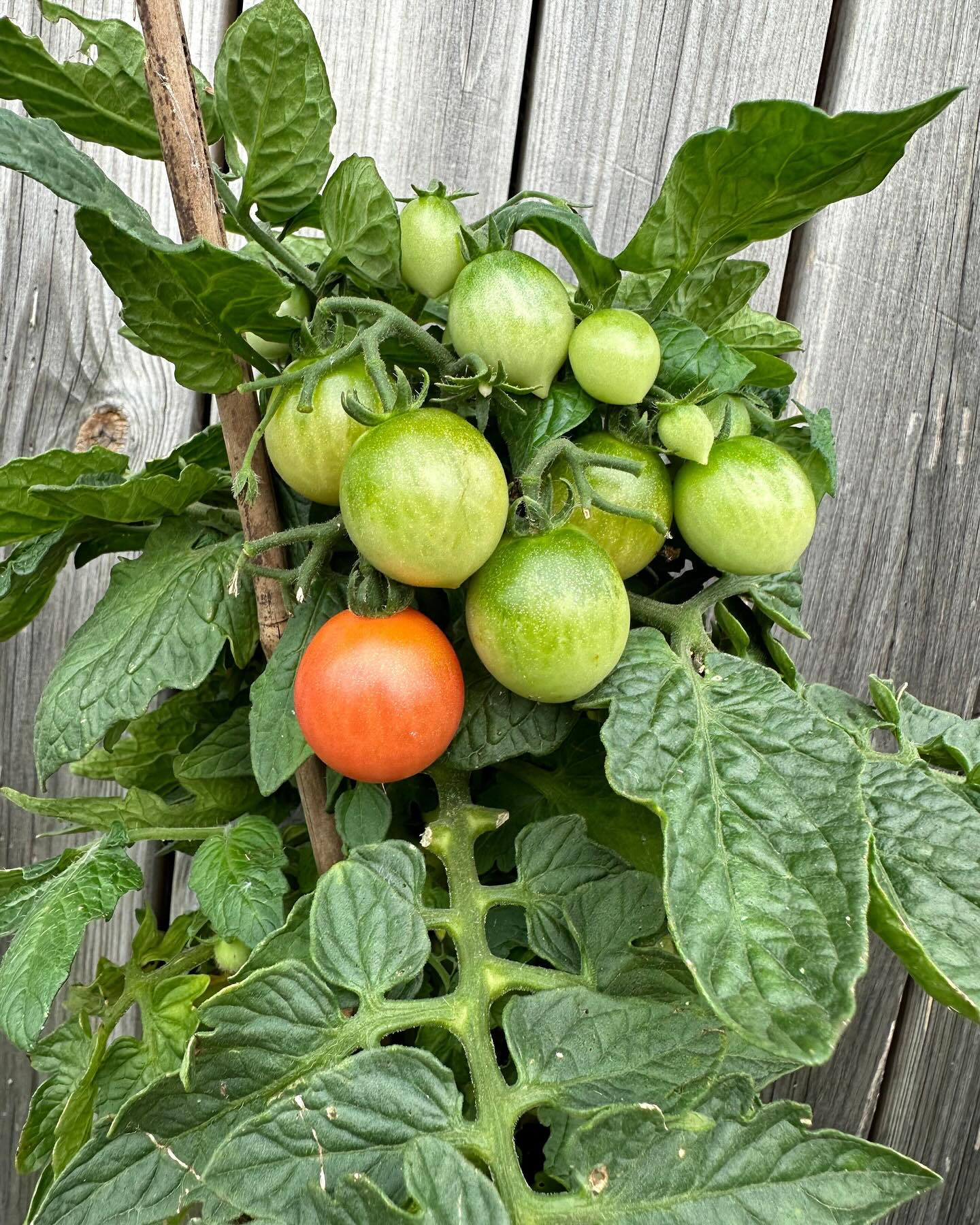 Cherry tomato