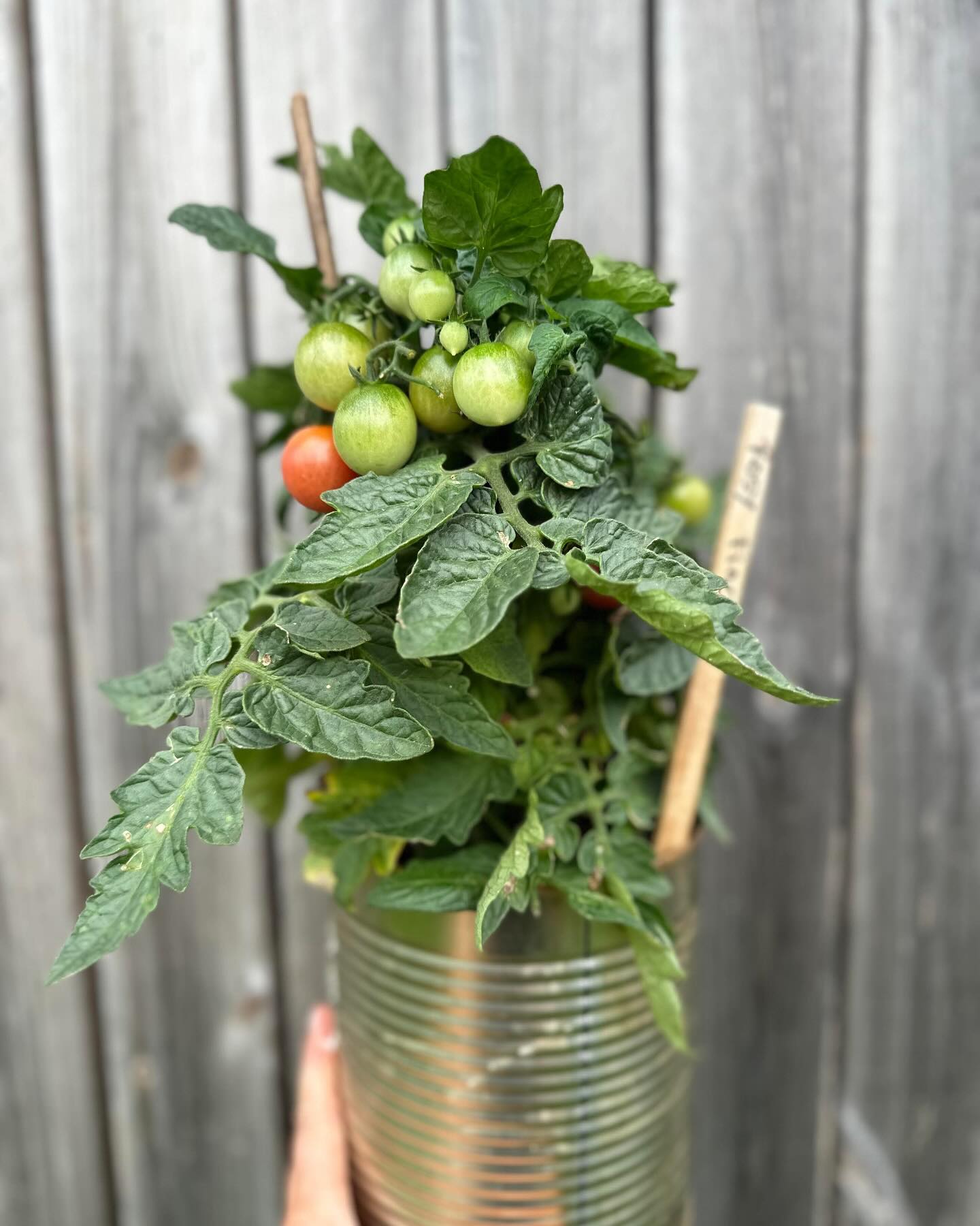 Cherry tomato