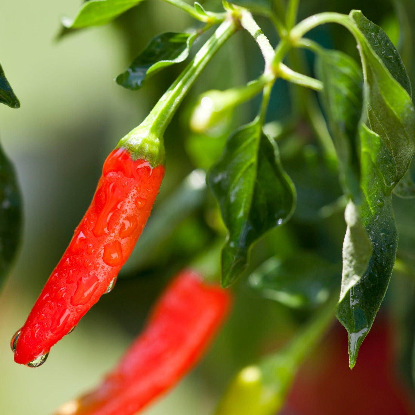 Chili Ezpeleta