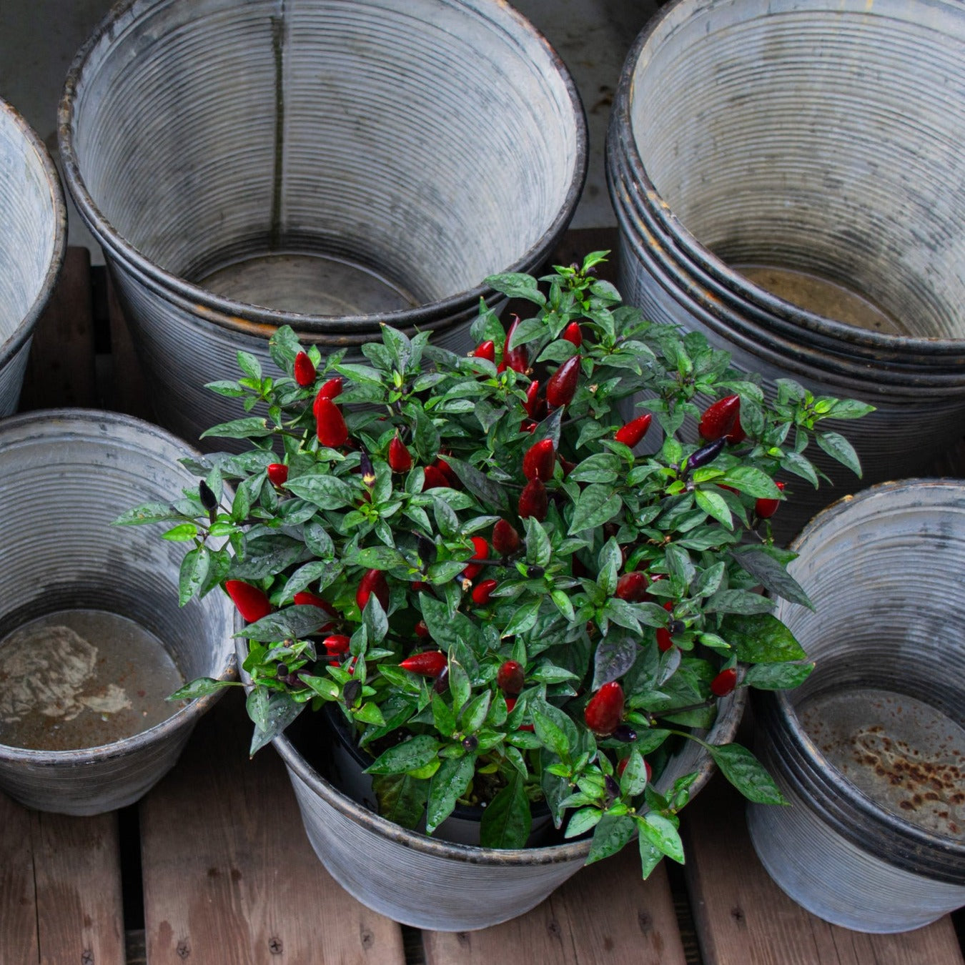 Chili Ezpeleta