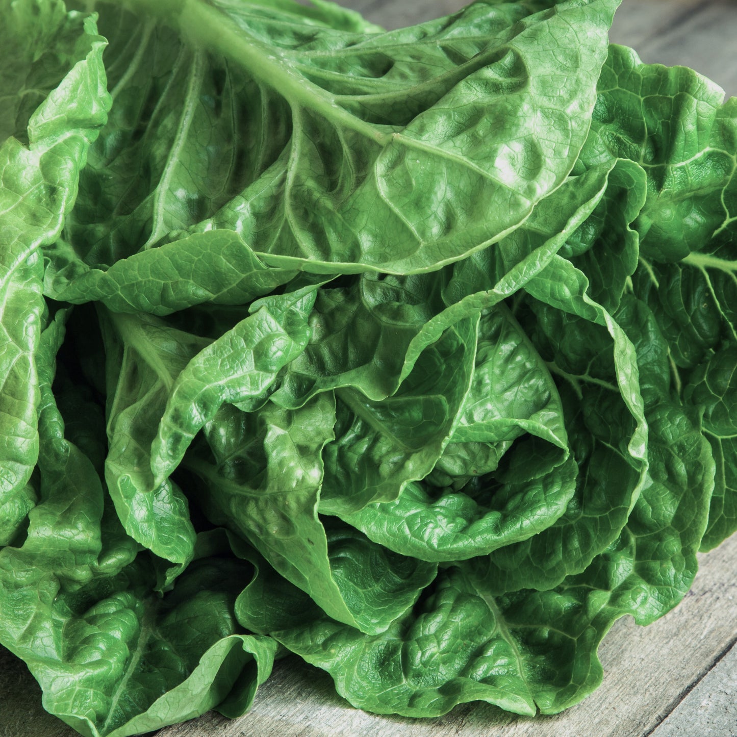 Sallad Little Gem