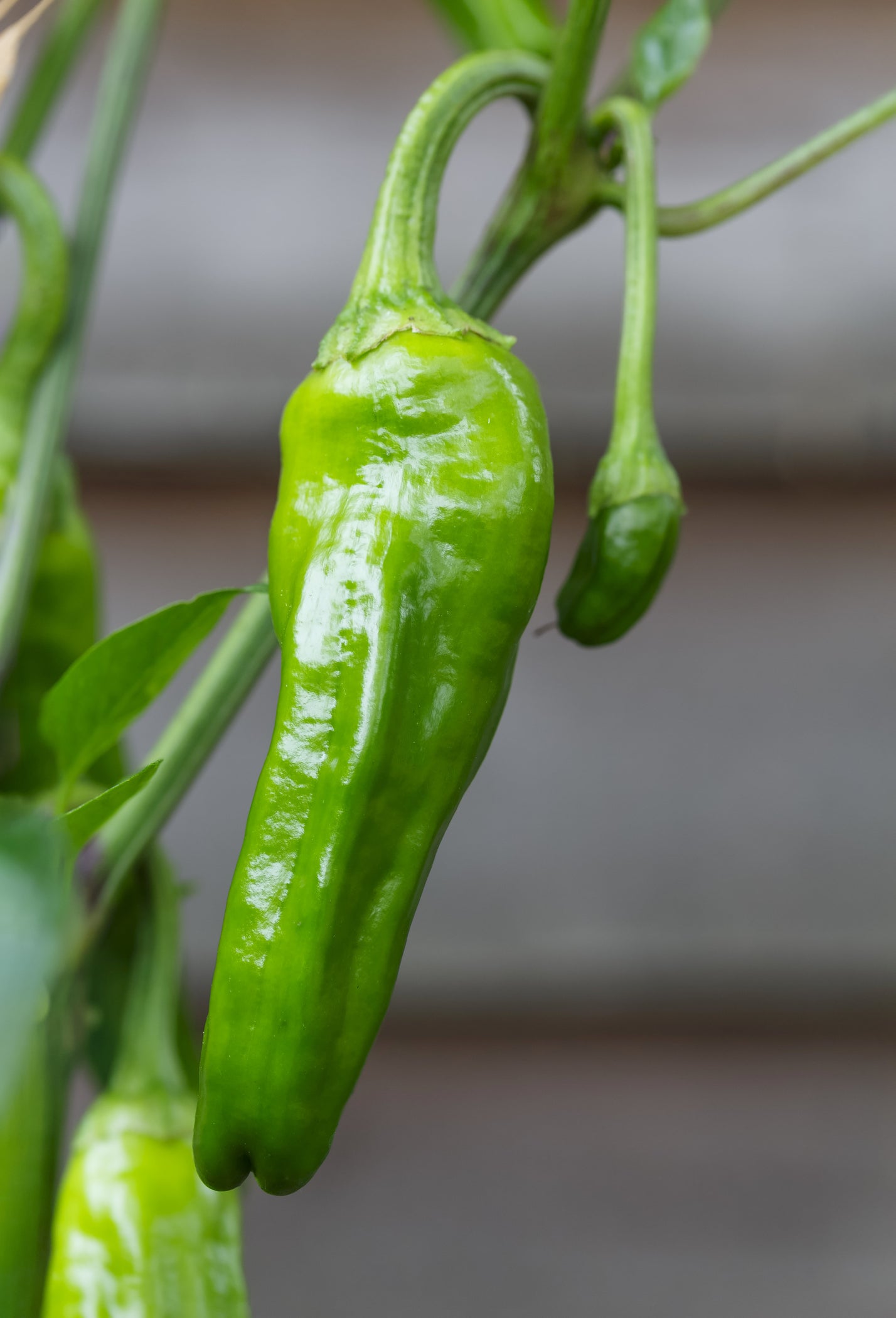 Chili Padron