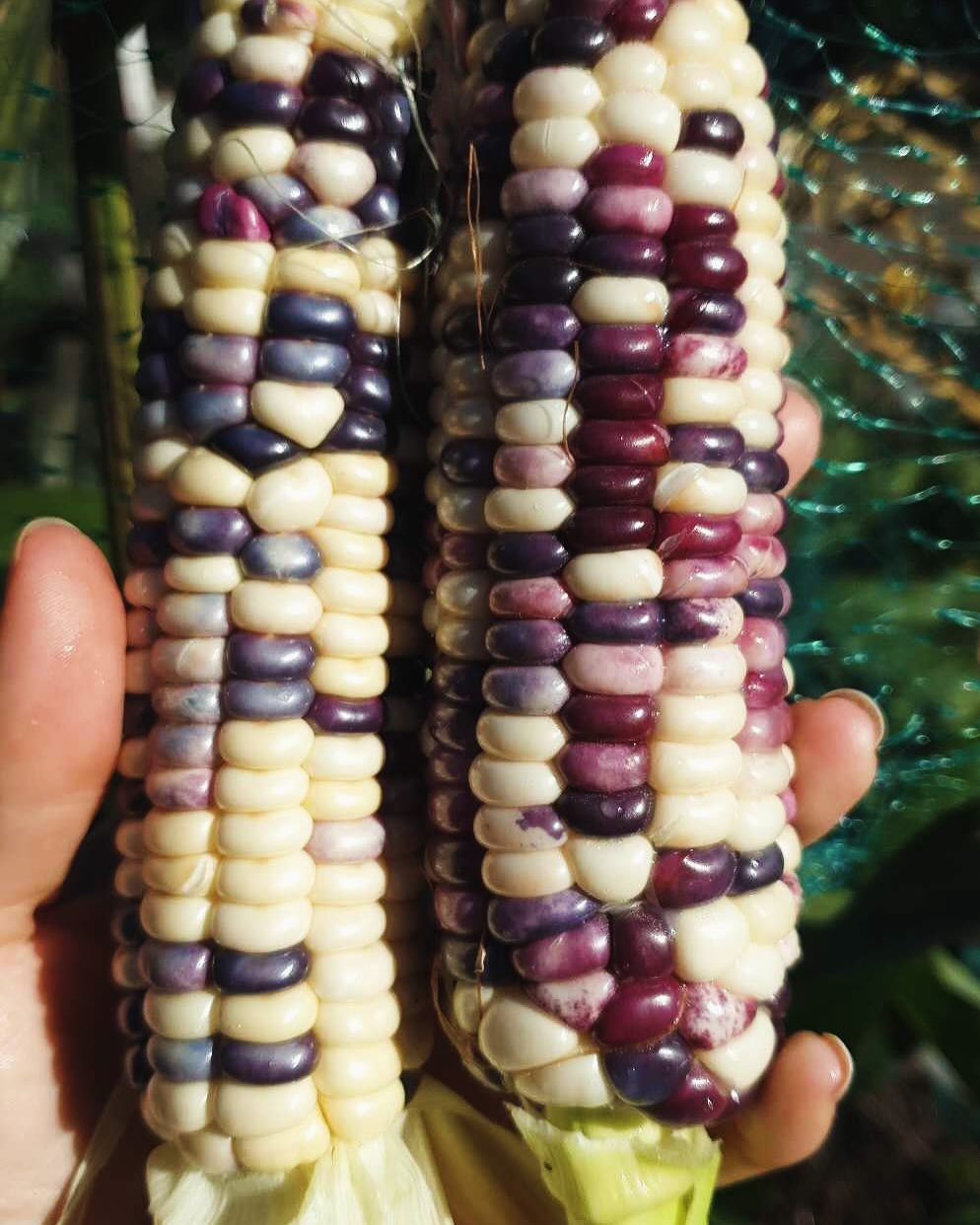 Mjölmajs Painted Mountain