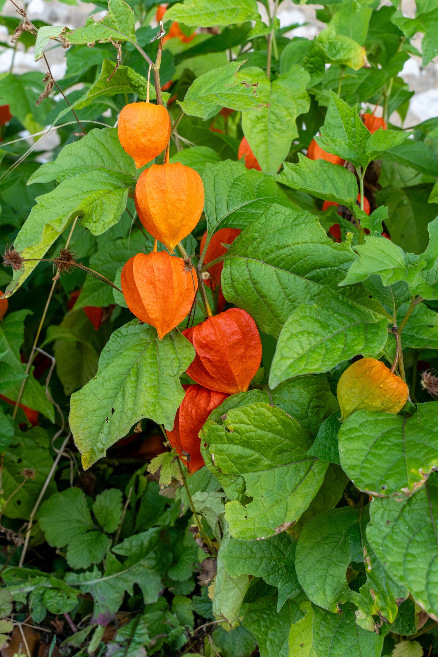 Physalis Gyllenbär