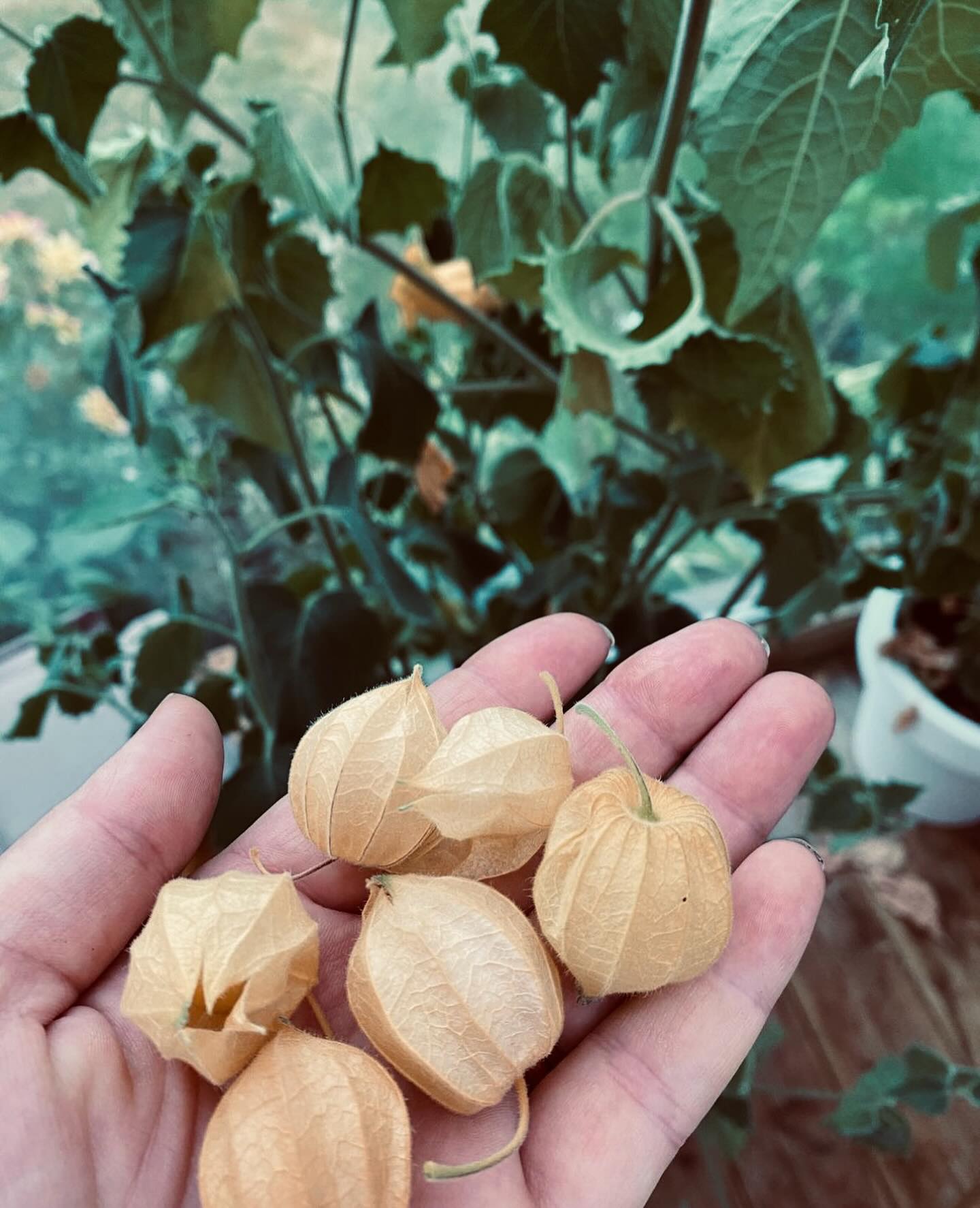 Physalis Gyllenbär