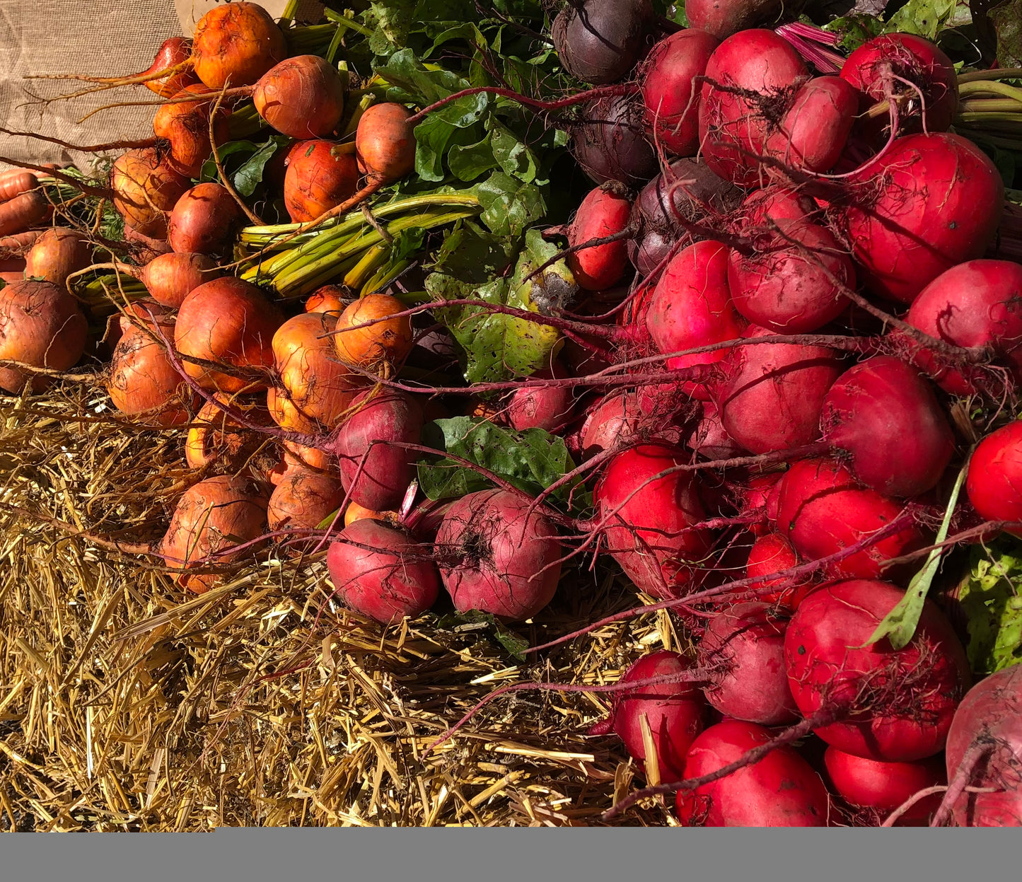 The Beet-Kit