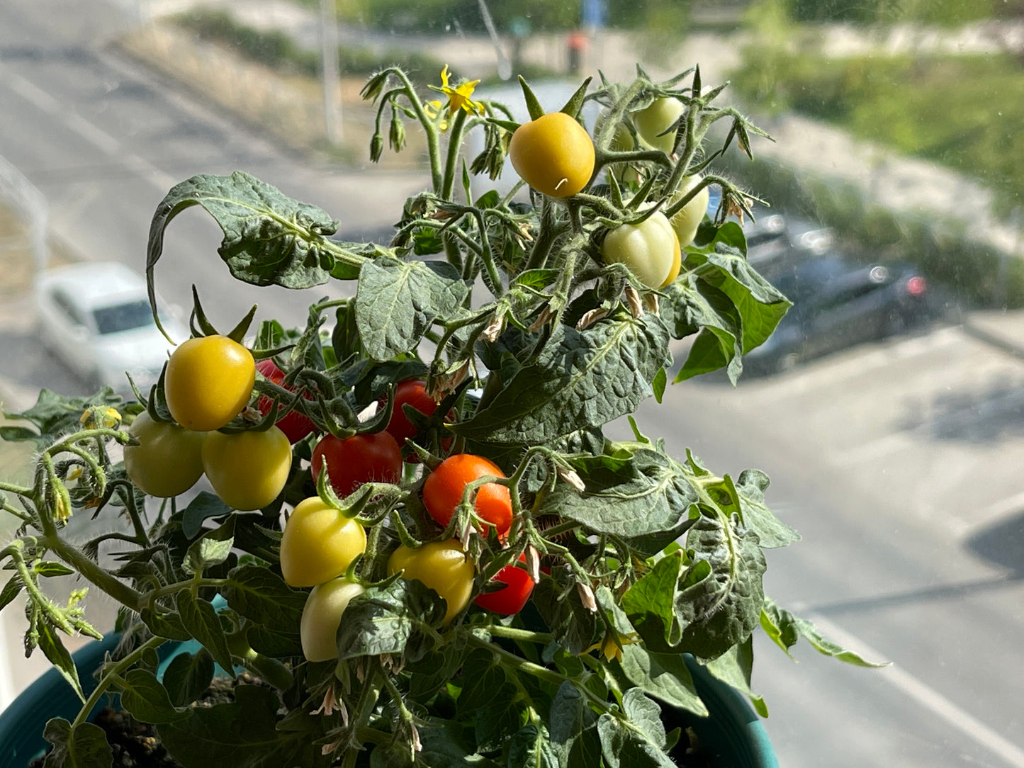 The Tomato-Kit