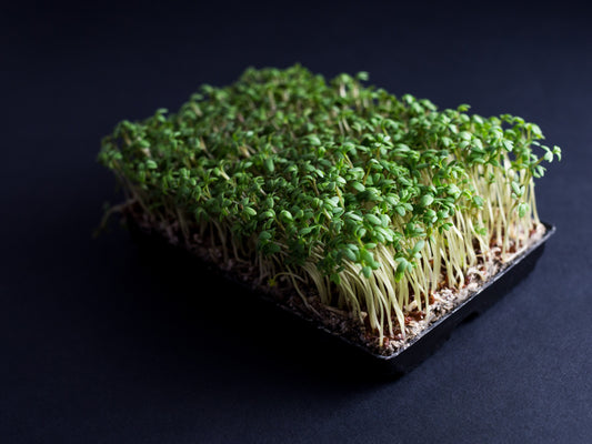 November – Slow grow
