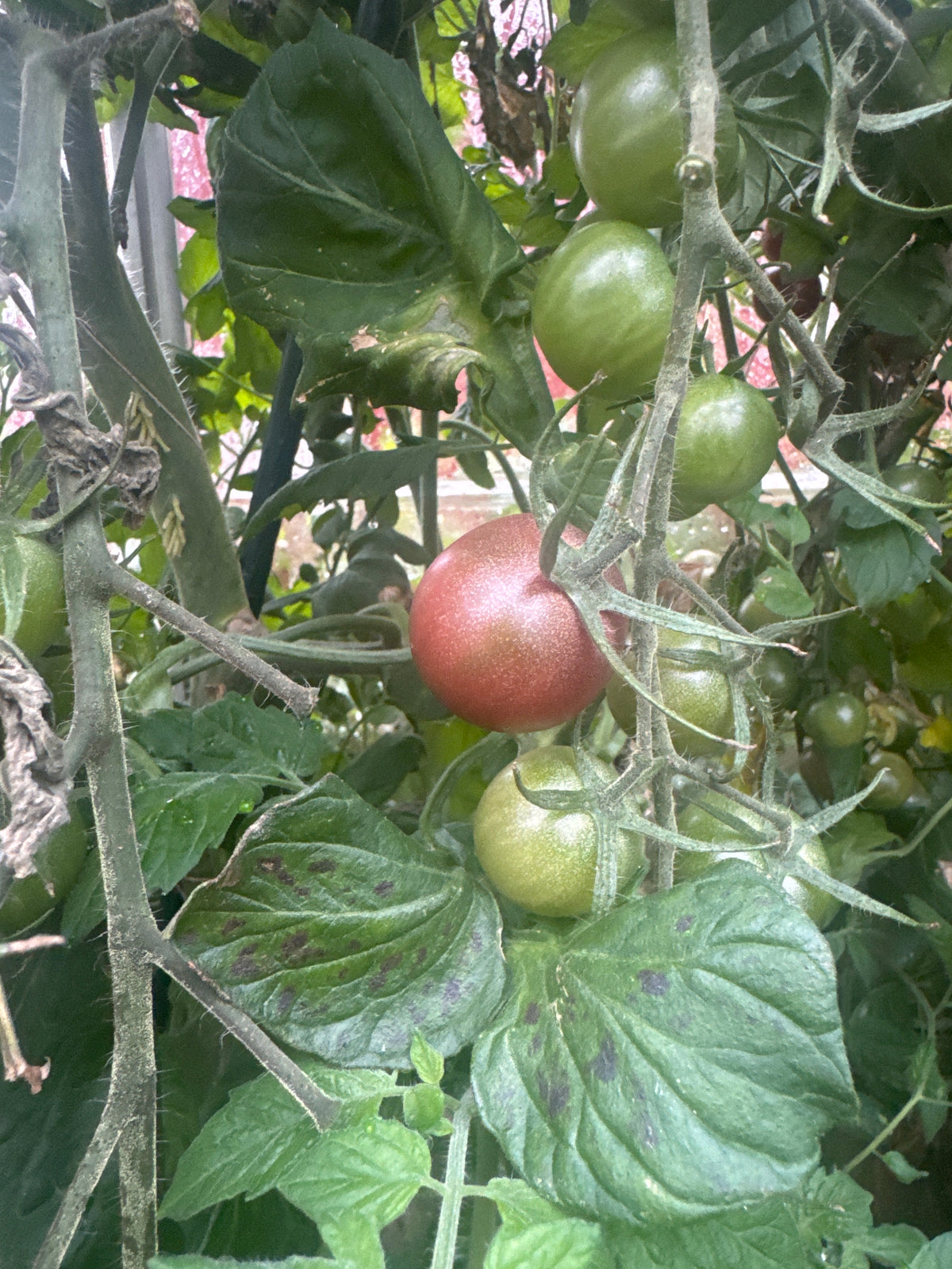 Cherry tomato Black Sweet Cherry