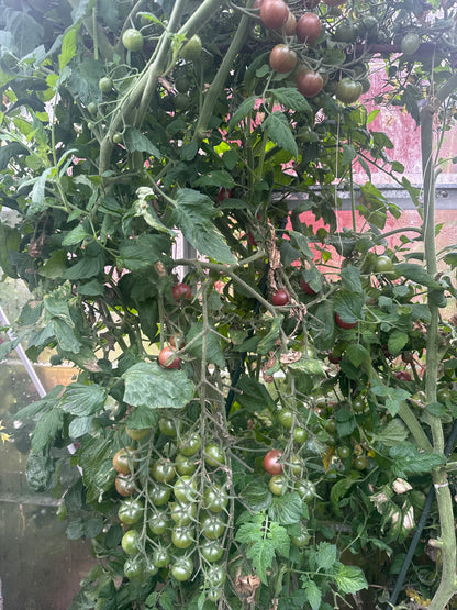 Cherry tomato Black Sweet Cherry