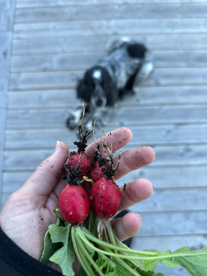 Radish - Marike