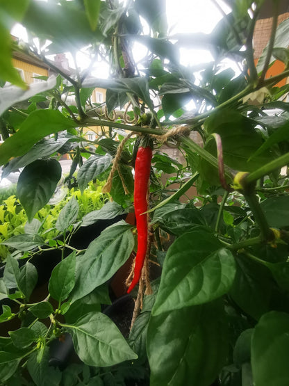 Chili De Cayenne