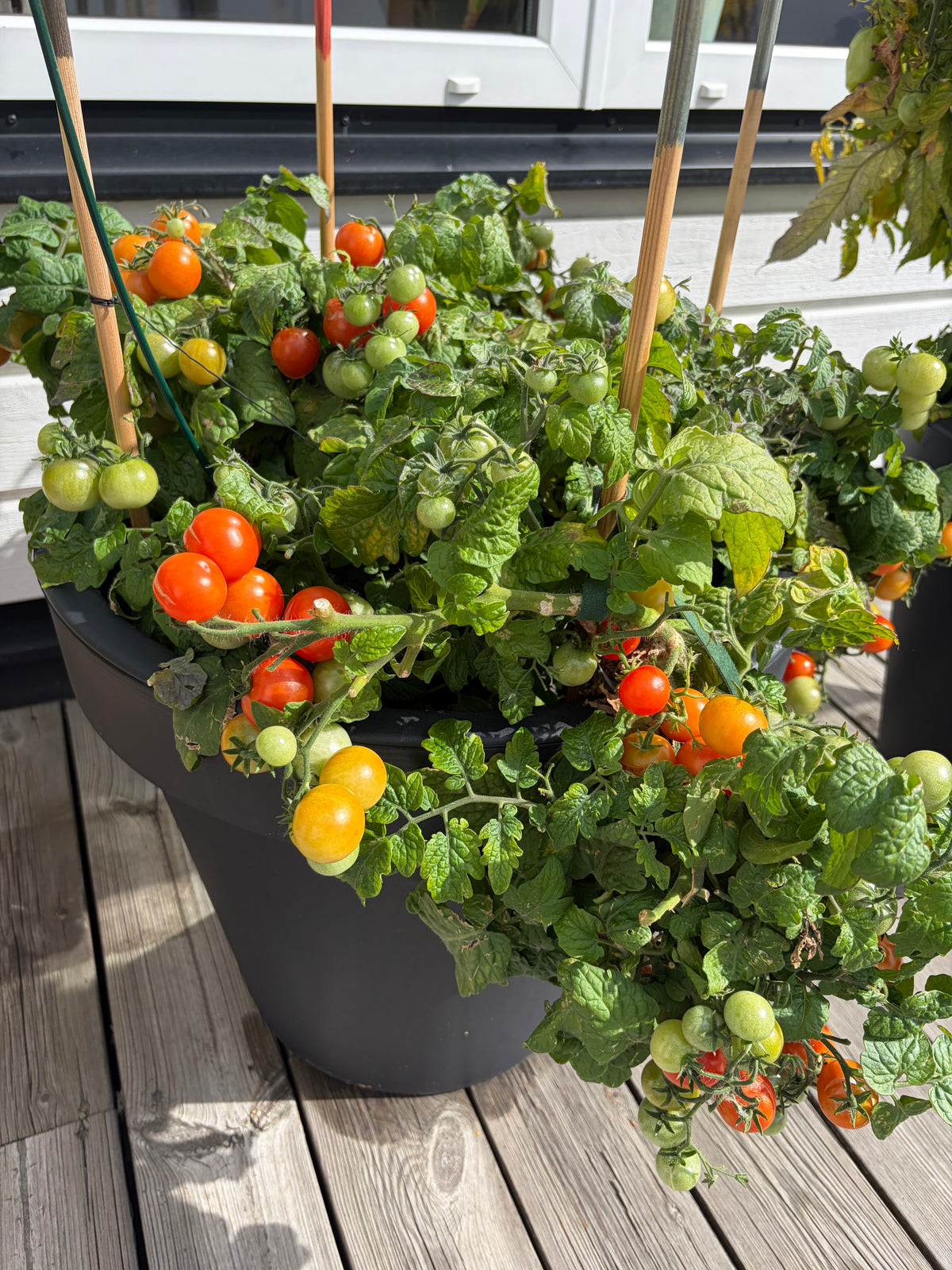 Cherry tomato