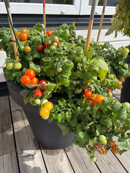 Cherry tomato