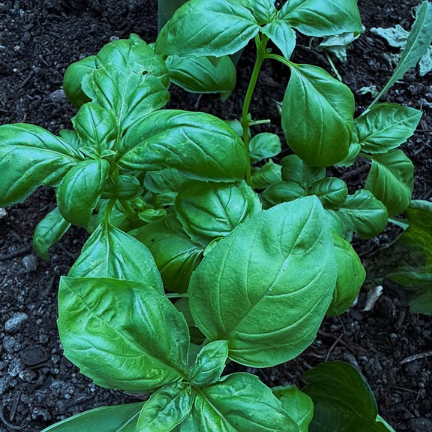 Basil - Genovese