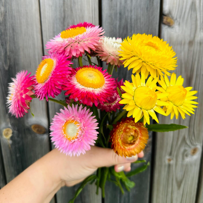 Sunflower - Peredovick