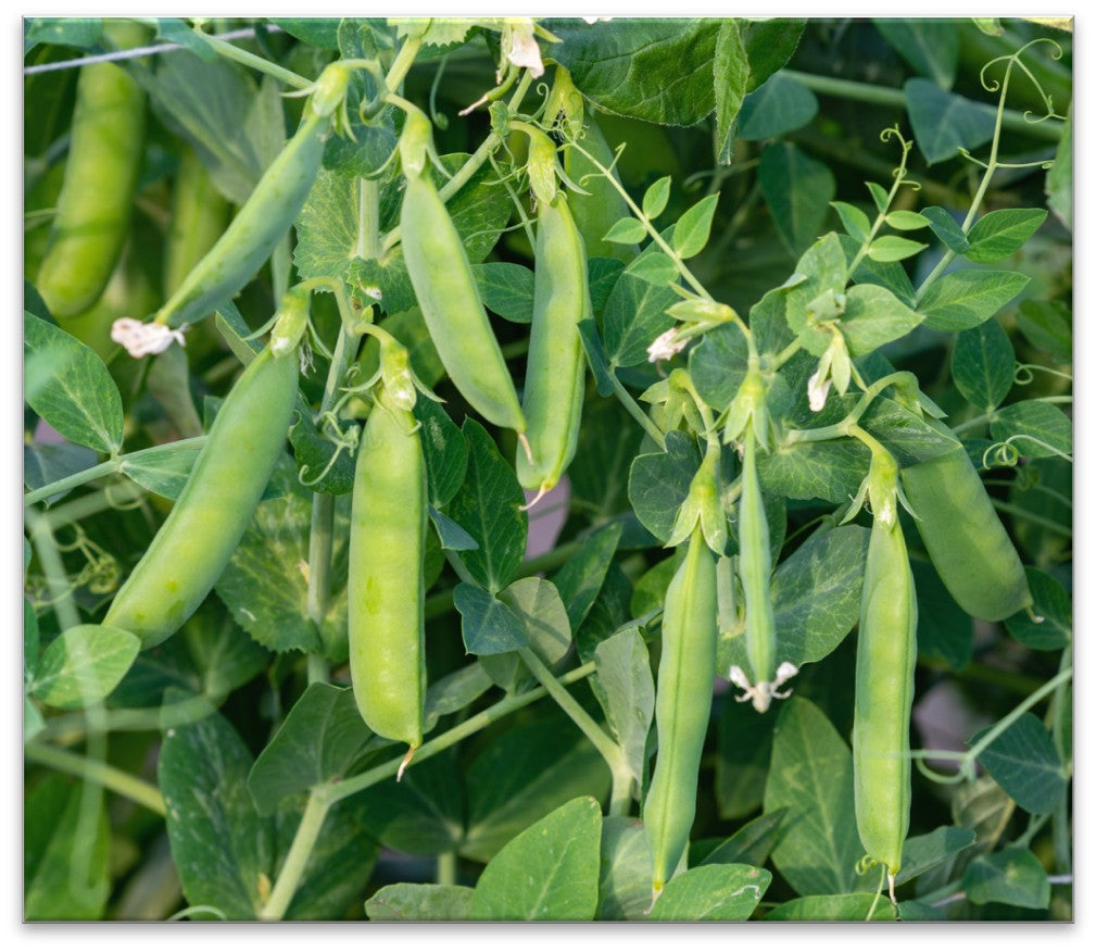 The Cucumber Kit