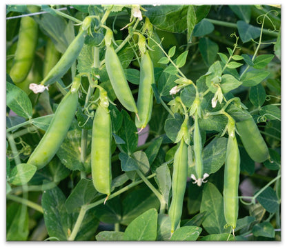 The Cucumber Kit