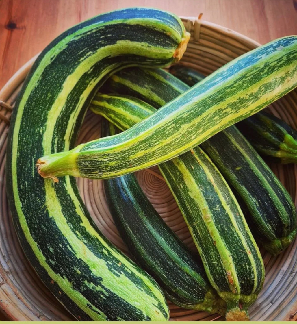 Summer Squash - Cocozelle