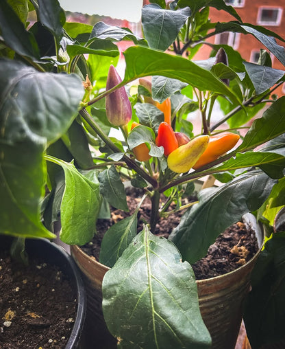 Chili Hot Razzmatazz
