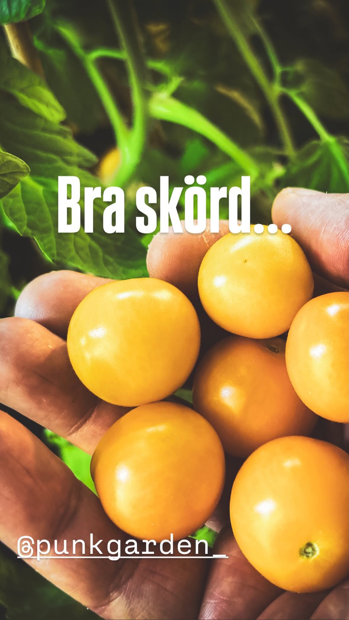 Busktomat Ida Gold