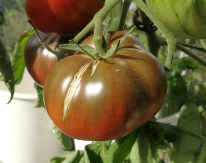 Tomato Black Brandywine