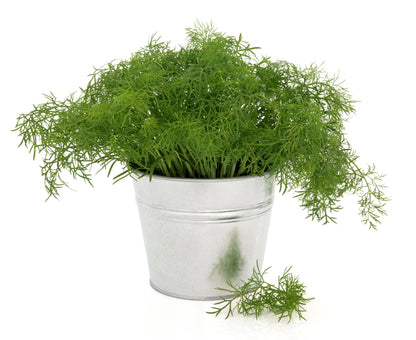 Dill