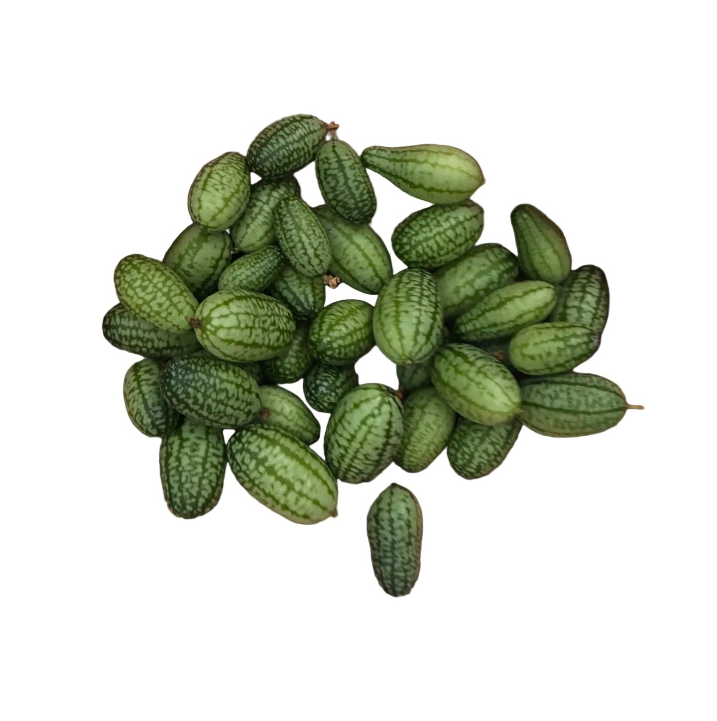 Mexican sour gherkin