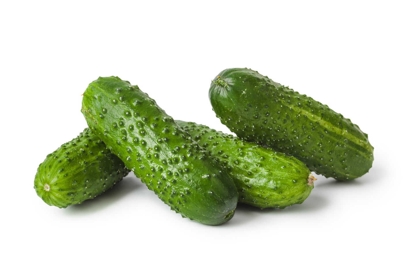 Inläggningsgurka Northern Pickling