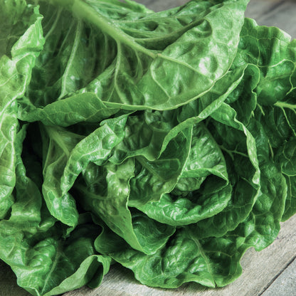 Salad - Purslane