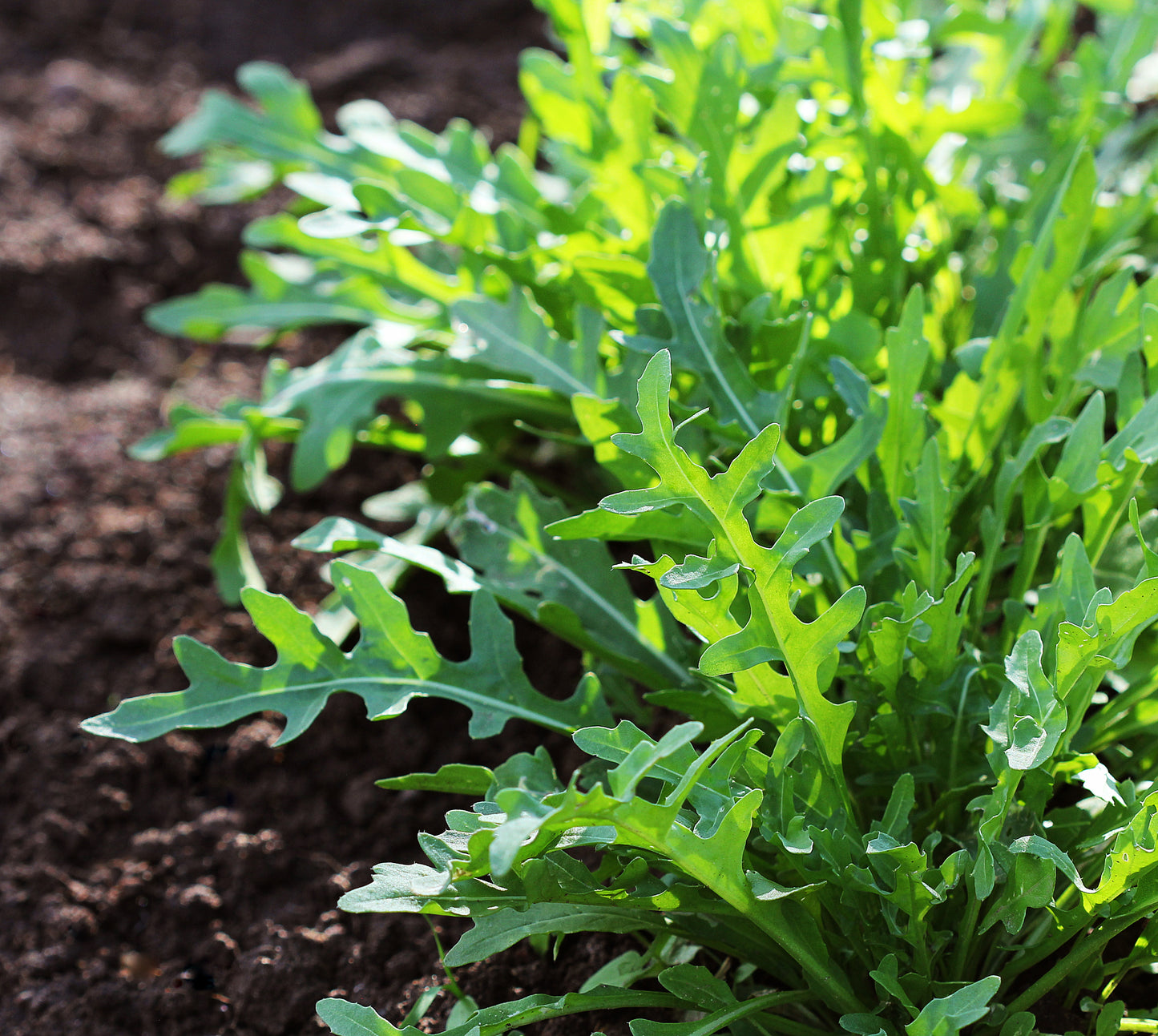 Spinach Thorin