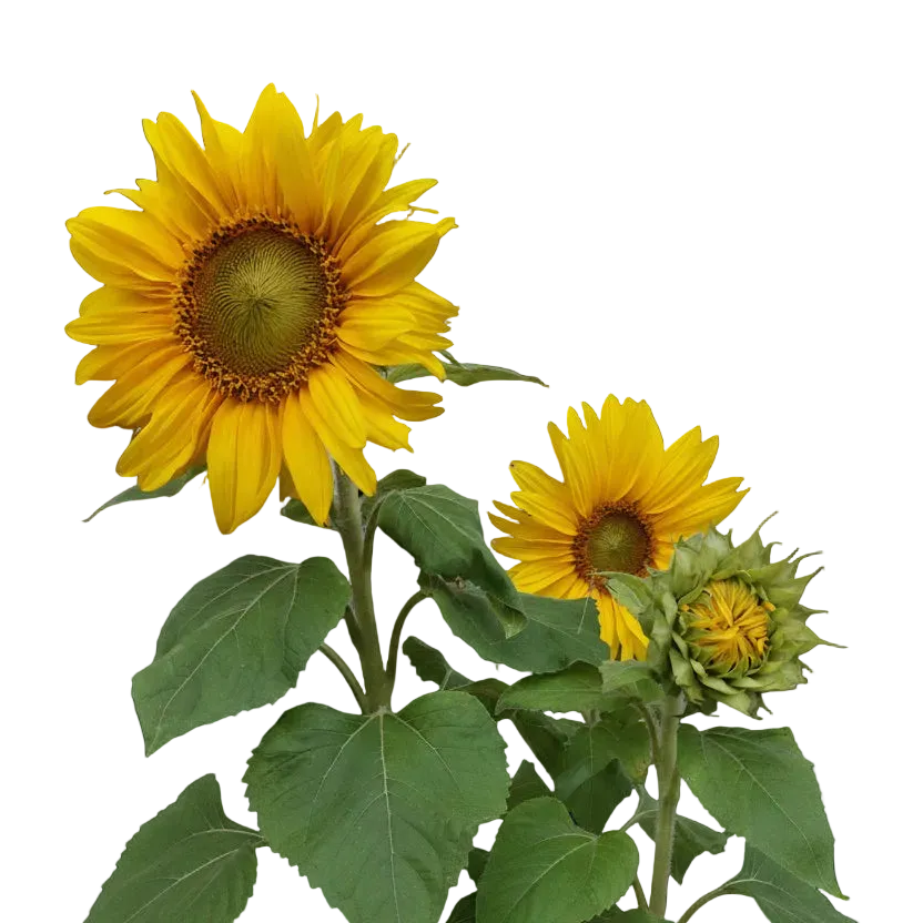 Solros Sunspot