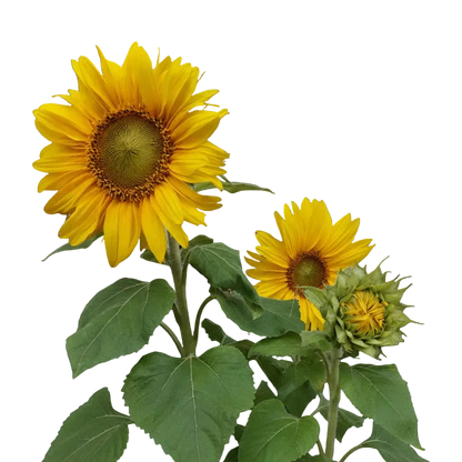 Solros Sunspot