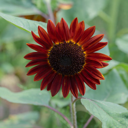 Solros Velvet Queen