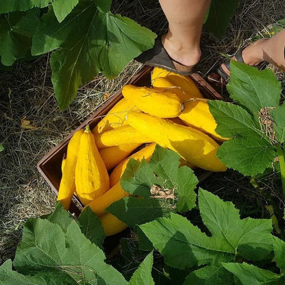 Sommarsquash Yellow Straightneck